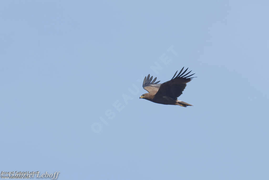 Aigle lancéoléadulte, Vol