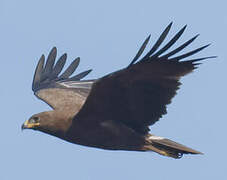 Indian Spotted Eagle