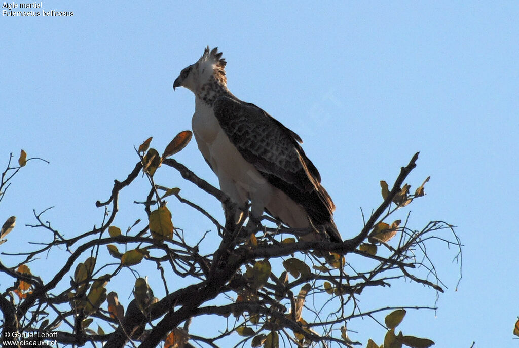 Aigle martial