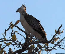 Martial Eagle