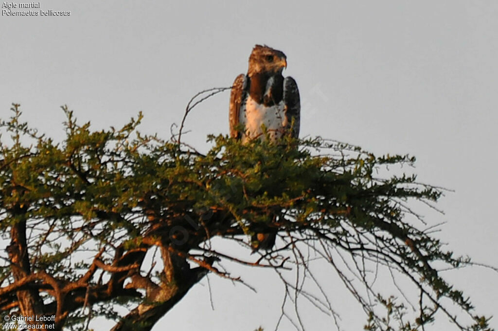 Martial Eagle