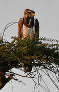 Martial Eagle