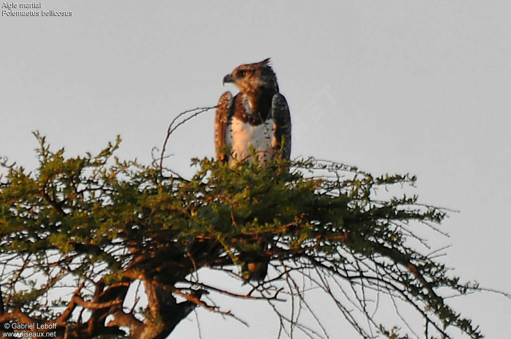 Martial Eagle