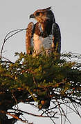 Martial Eagle