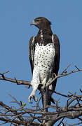 Martial Eagle