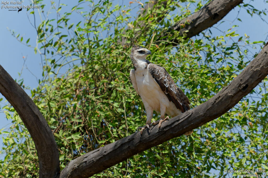 Aigle martial2ème année