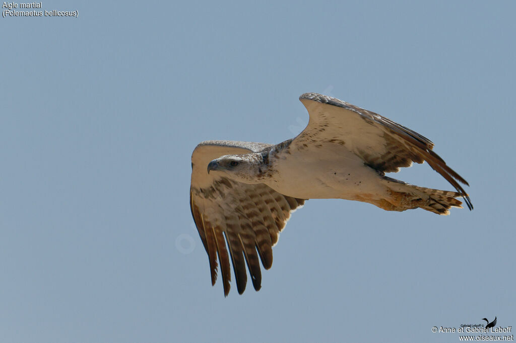 Aigle martial