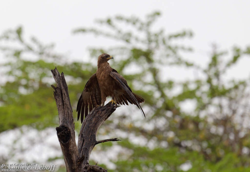 Aigle pomarin, soins