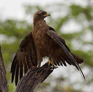 Lesser Spotted Eagle