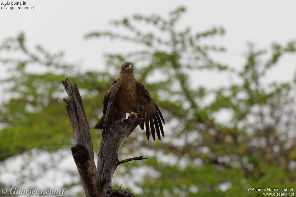 Aigle pomarin