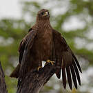 Aigle pomarin