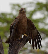 Lesser Spotted Eagle