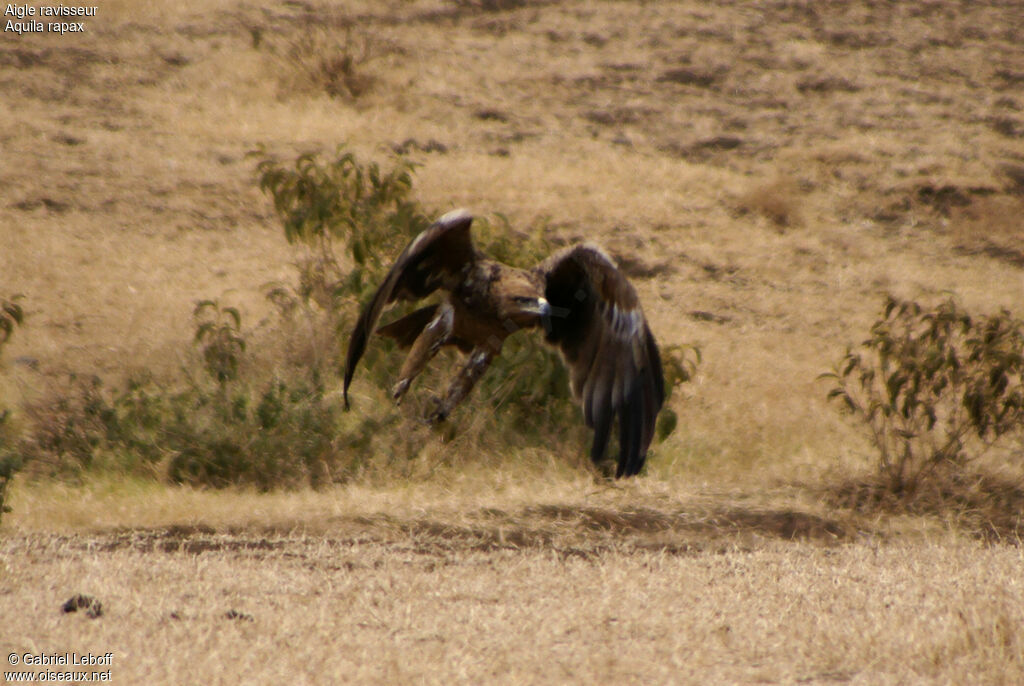 Aigle ravisseurimmature