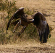 Aigle ravisseur