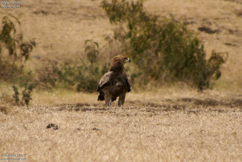 Aigle ravisseurimmature