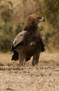 Tawny Eagle