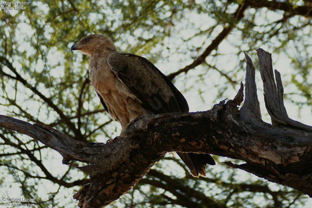 Aigle ravisseur