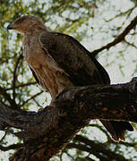 Tawny Eagle