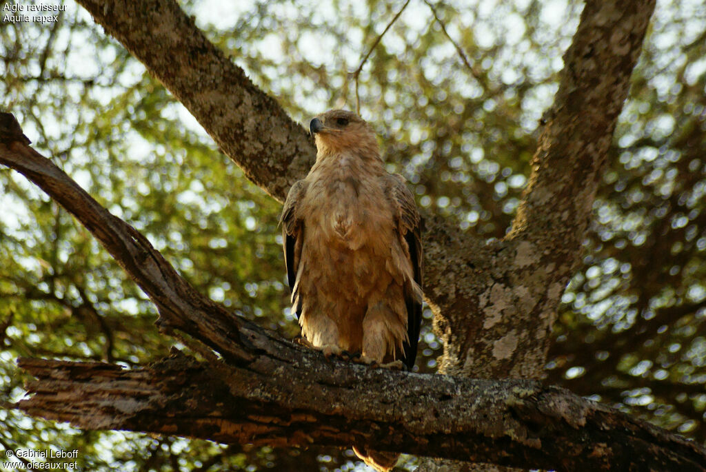 Aigle ravisseur