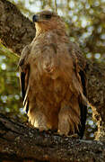 Tawny Eagle