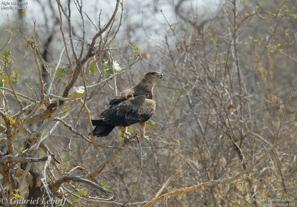 Aigle ravisseurimmature