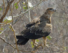 Tawny Eagle