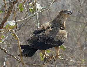 Aigle ravisseur