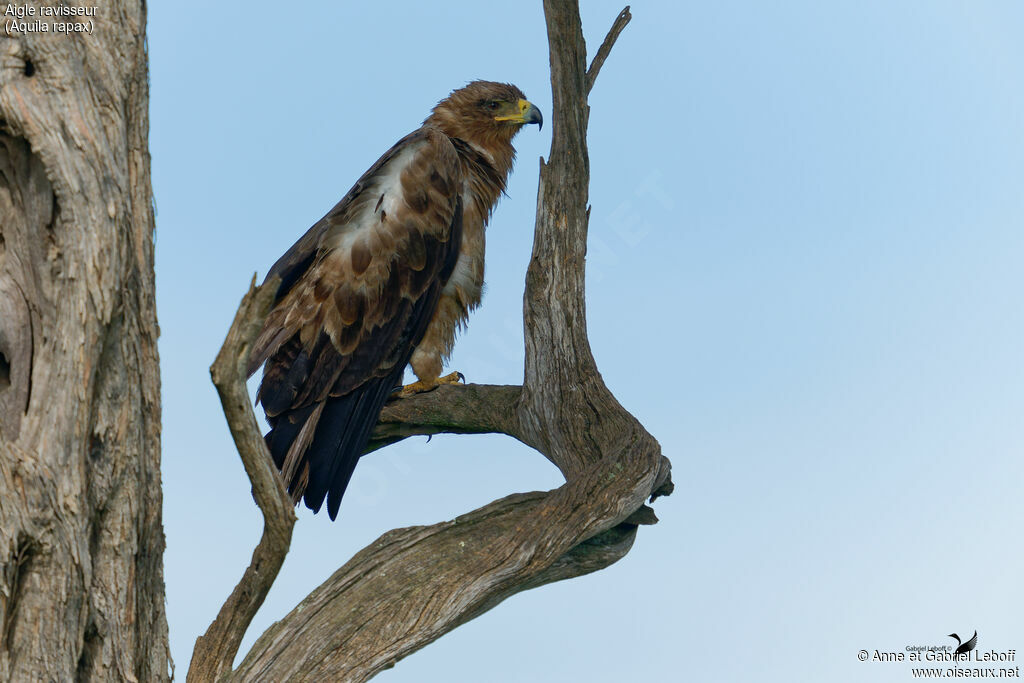 Aigle ravisseur