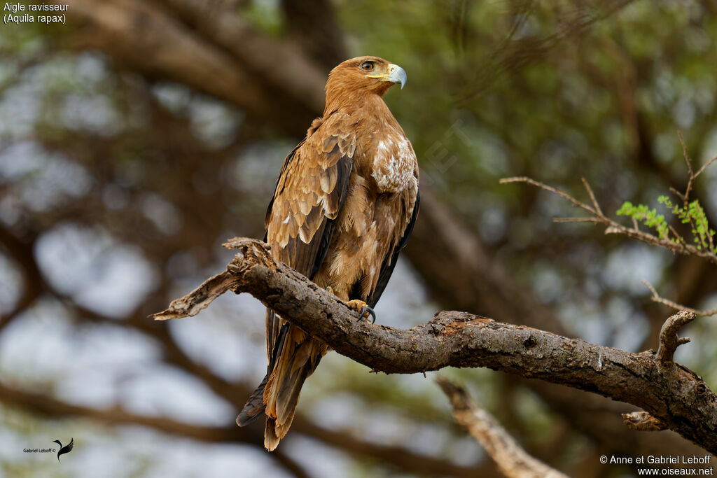 Tawny Eagle
