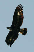 Golden Eagle