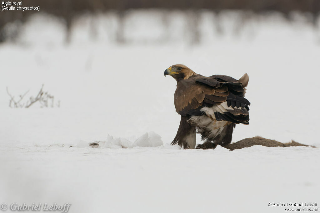 Aigle royal1ère année