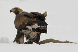 Golden Eagle