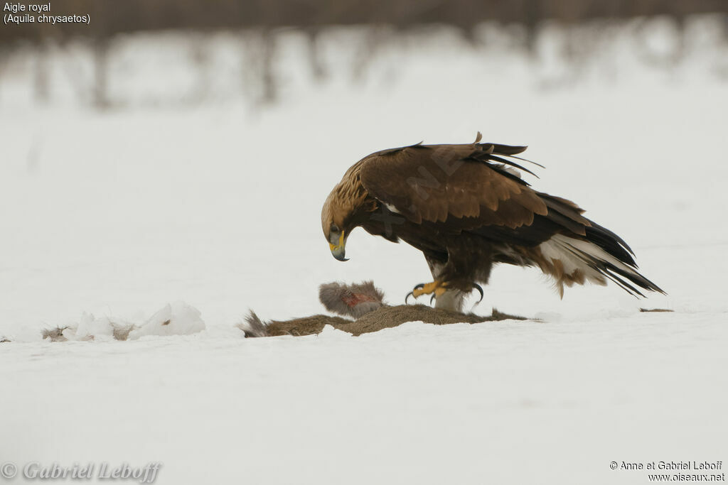 Aigle royal1ère année