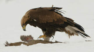 Golden Eagle