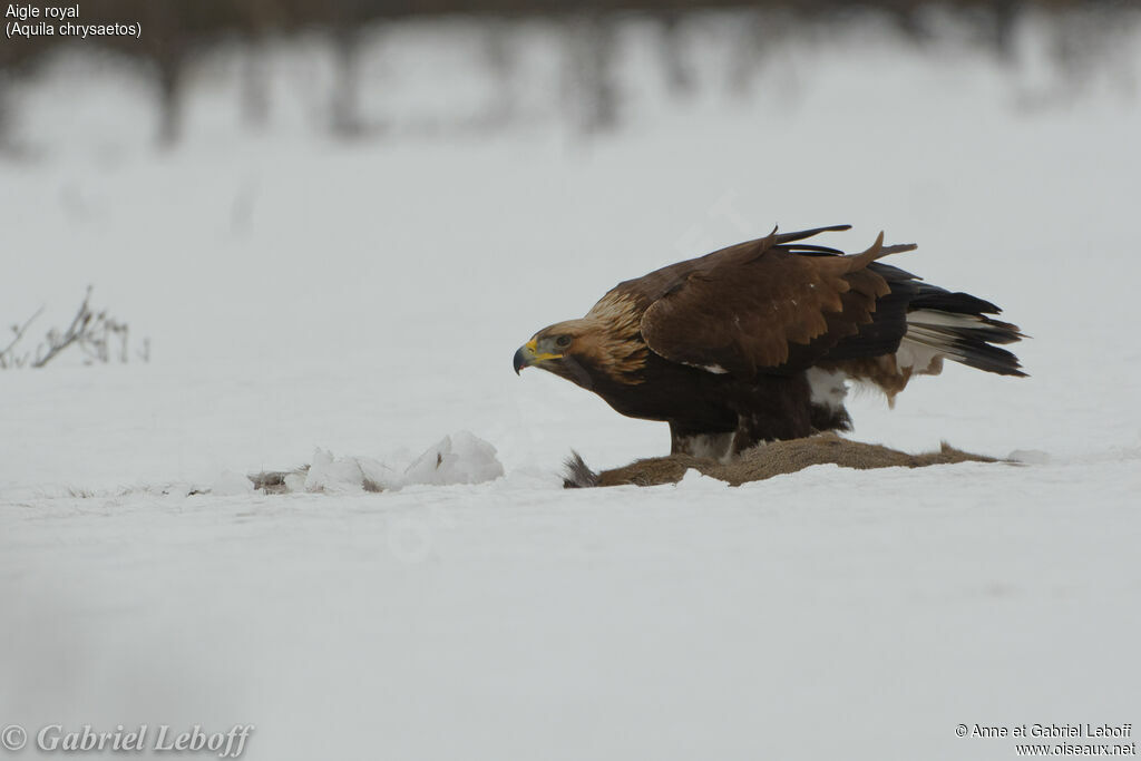 Aigle royal1ère année