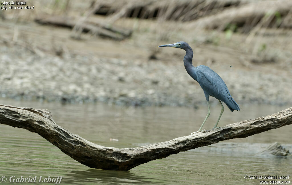 Little Blue Heronadult