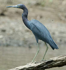 Aigrette bleue