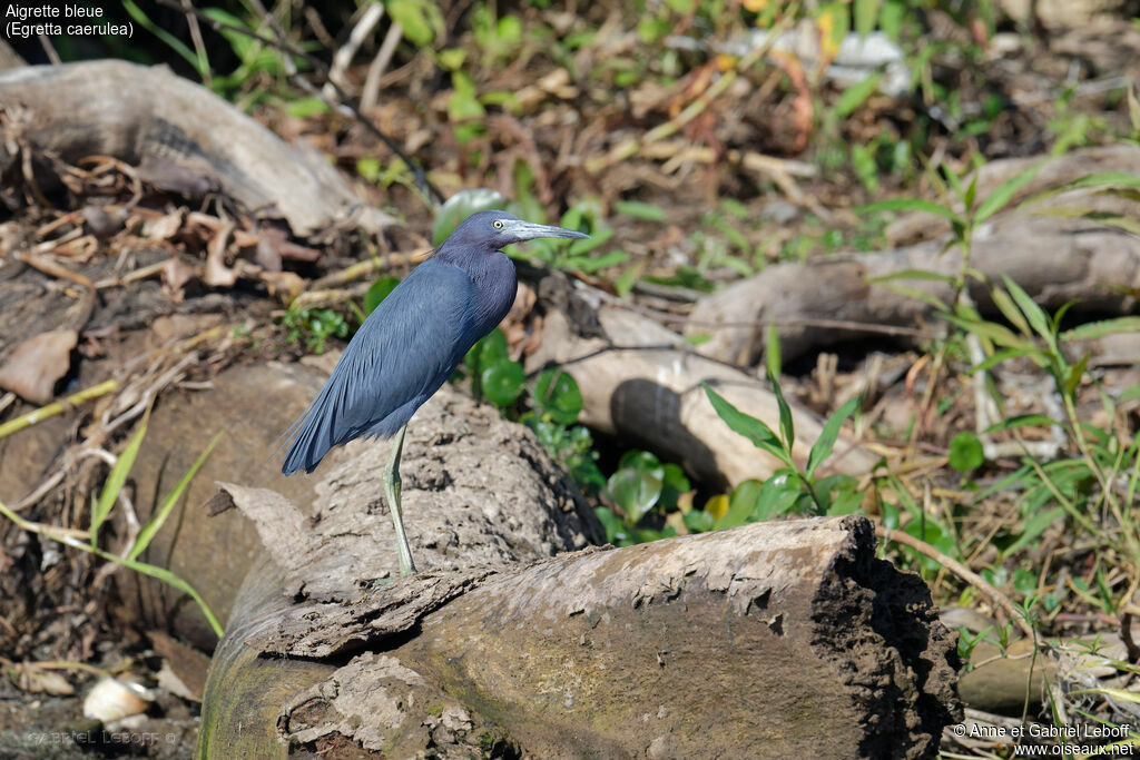 Aigrette bleue