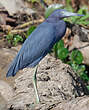 Aigrette bleue