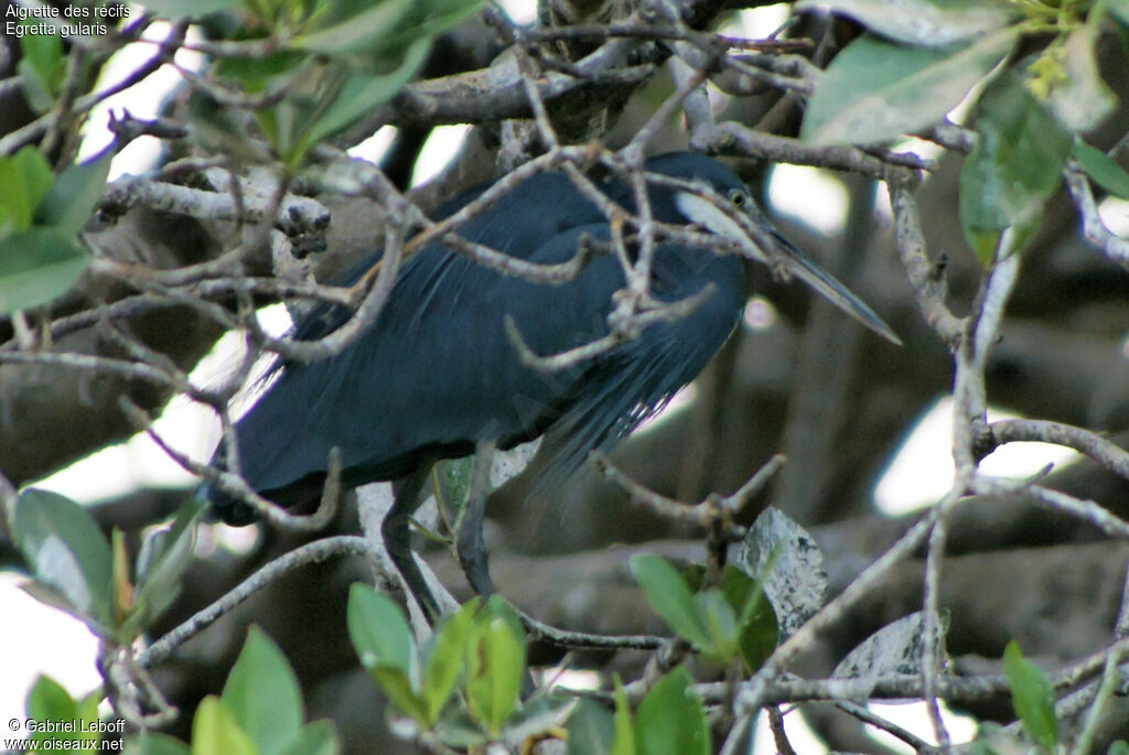 Western Reef Heron