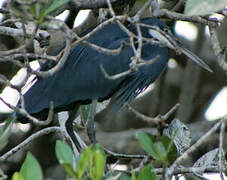 Western Reef Heron