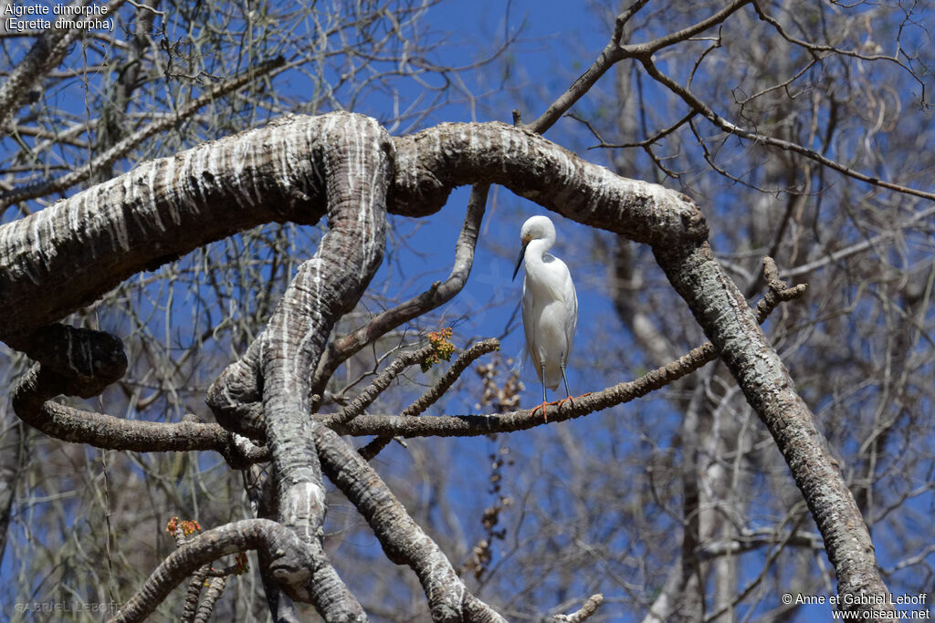 Aigrette dimorphe