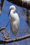 Dimorphic Egret