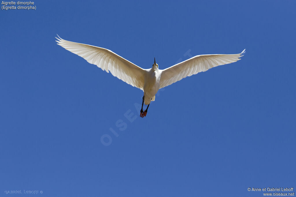 Aigrette dimorphe