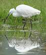 Aigrette garzette