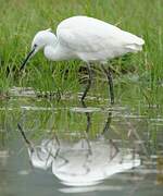 Aigrette garzette