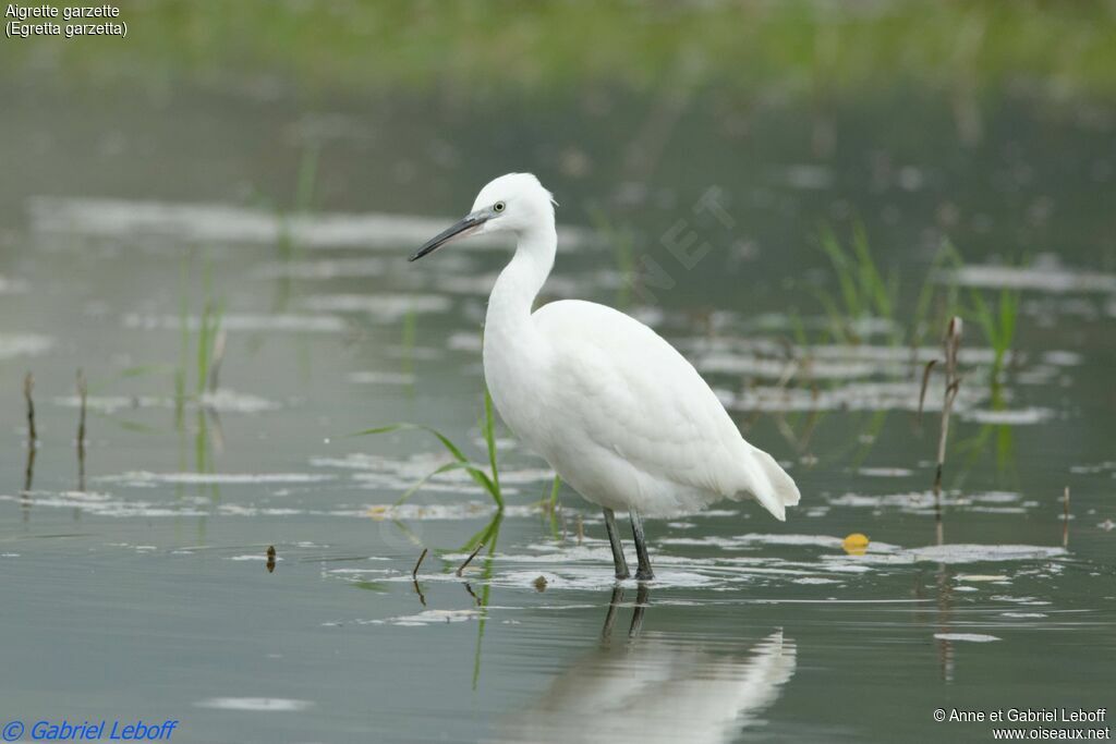 Little Egret