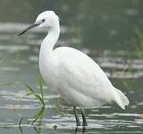 Aigrette garzette