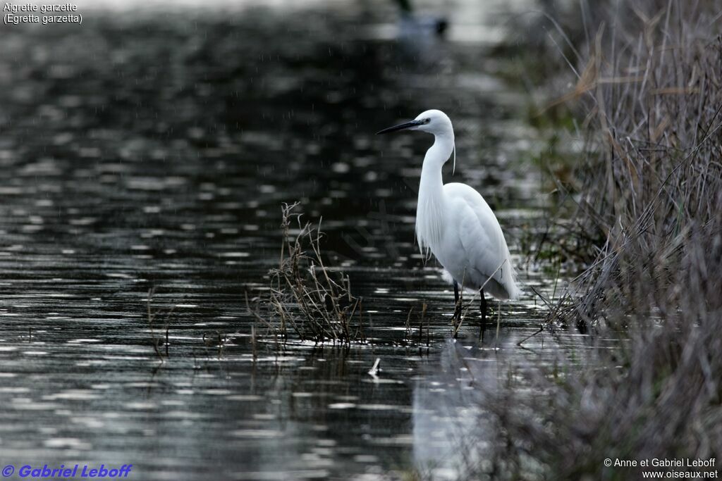 Aigrette garzette