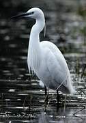 Little Egret